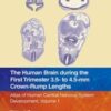 The Human Brain during the First Trimester 3.5- to 4.5-mm Crown-Rump Lengths: Atlas of Human Central Nervous System Development, Volume 1 2022 Original PDF