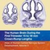 The Human Brain during the First Trimester 15- to 18-mm Crown-Rump Lengths: Atlas of Human Central Nervous System Development, Volume 3 (Atlas of Human Central Nervous System Development, 3) 2022 Original PDF
