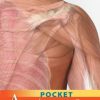 Pocket Anatomy and Physiology, 2nd Edition