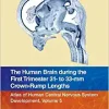 The Human Brain during the First Trimester 31- to 33-mm Crown-Rump Lengths: Atlas of Human Central Nervous System Development, Volume 5, 1st edition